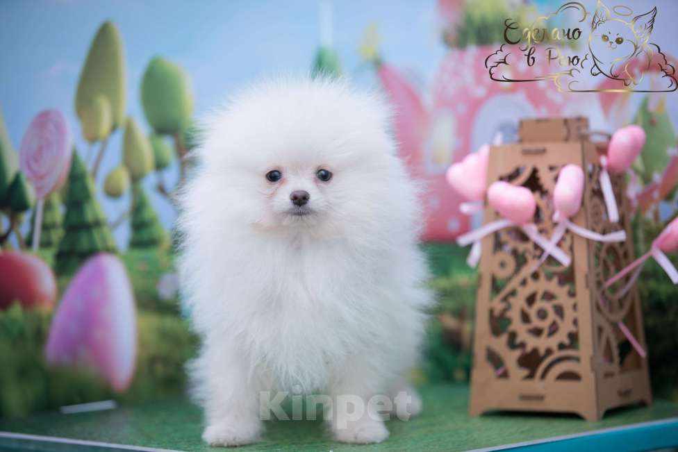 Собаки в Волгограде: Померанский шпиц мишка Мальчик, 30 000 руб. - фото 3