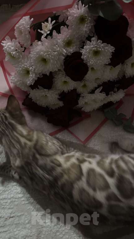 Кошки в Санкт-Петербурге: Бенгальский котенок  Мальчик, 25 000 руб. - фото 2