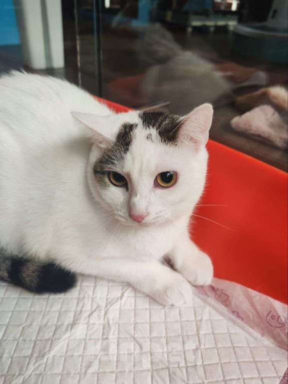Кошки в Москве: Кругленькая, похожая на Домовёнка кошечка хочет домой! Девочка, Бесплатно - фото 3
