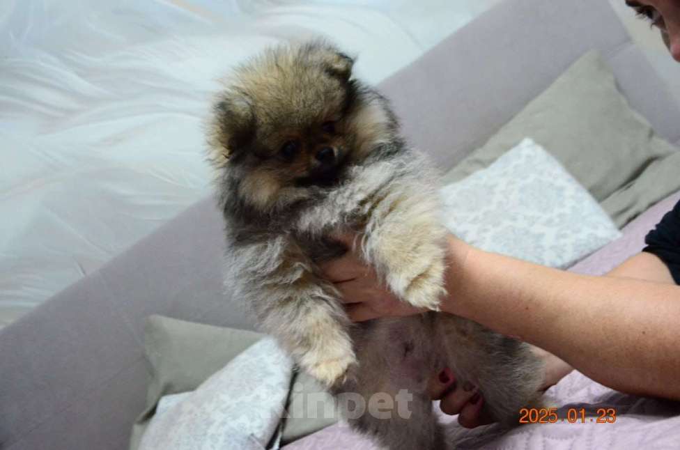 Собаки в Нижнем Новгороде: Мальчик Померанский Шпиц Мальчик, 25 000 руб. - фото 4