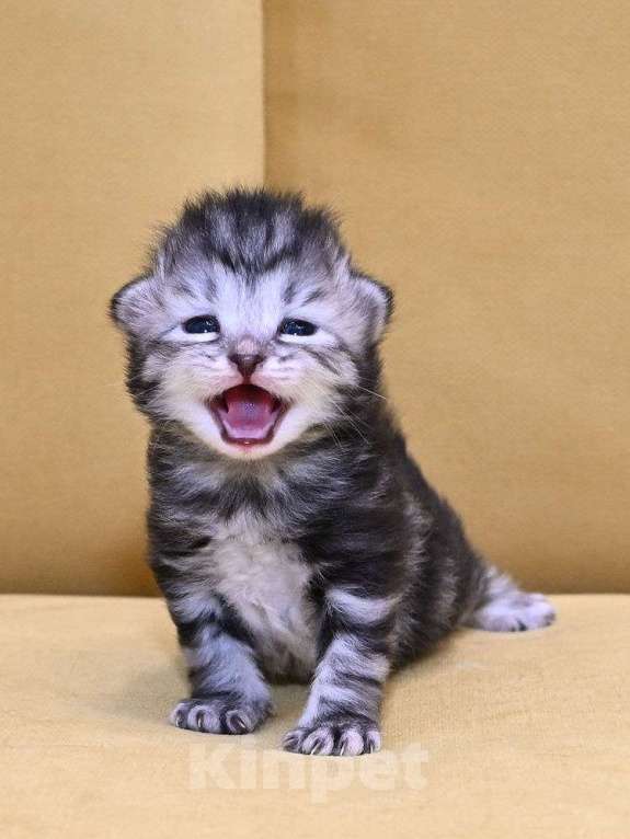 Кошки в Зеленограде: Сибирский котёнок  Девочка, 70 000 руб. - фото 4