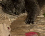 Кошки в Москве: Вязка с британской кошкой Девочка, 3 000 руб. - фото 1