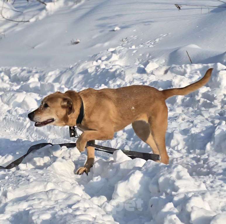 Собаки в Королеве: В поисках дома рыжее солнышко приюта! Девочка, Бесплатно - фото 5