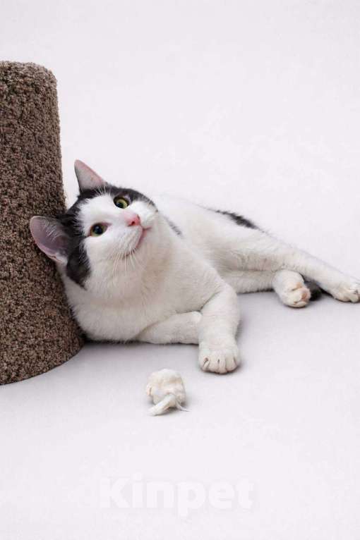 Кошки в Москве: Зайчик в поисках дома Мальчик, Бесплатно - фото 2