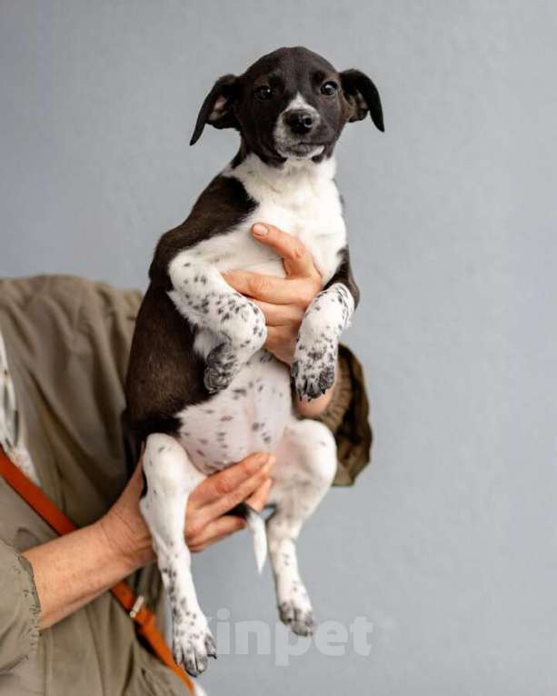 Собаки в Москве: Четверо чудесных щенков ищут дом. Девочка, Бесплатно - фото 10