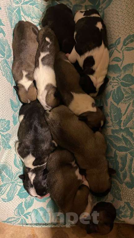 Собаки в Костроме: Щенок французского бульдога  Девочка, 35 000 руб. - фото 4