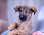 Собаки в Ногинске: Триша - щенок в добрые руки Девочка, Бесплатно - фото 7