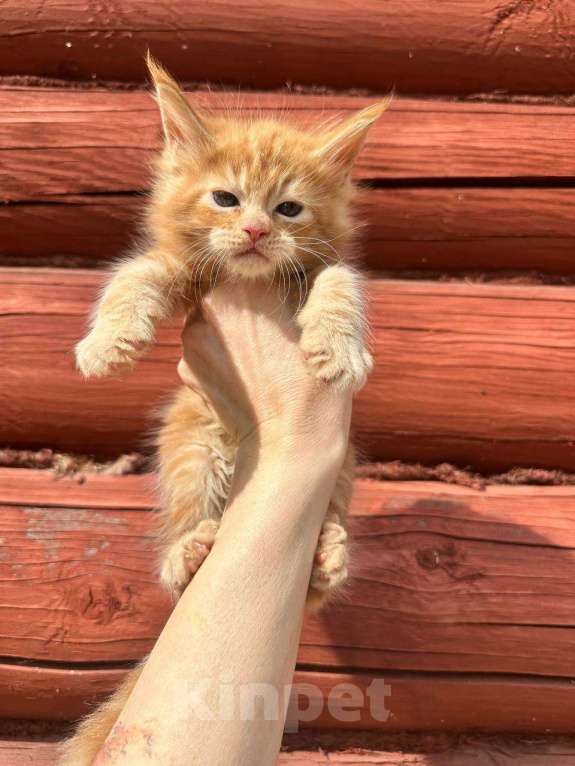 Кошки в других городах Московской области: Котята Девочка, 25 000 руб. - фото 3