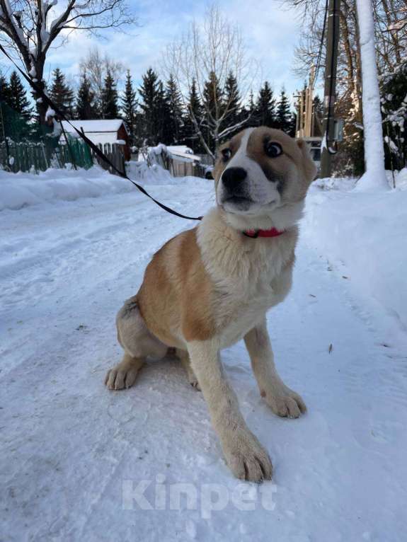 Собаки в Санкт-Петербурге: Щенок ищет дом Девочка, Бесплатно - фото 9