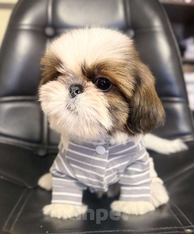 Собаки в Смоленске: Малыш мини ши тцу вязка Китай Мальчик, 100 000 руб. - фото 2