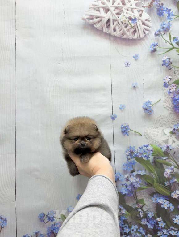 Собаки в Москве: Девочка оранж-соболь Девочка, 25 000 руб. - фото 1