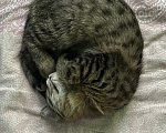 Кошки в Сергиеве Посаде: Отдам бесплатно красивую кошечку девочку! Мальчик, Бесплатно - фото 2