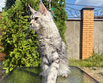 Кошки в Чехове: Мейн-кун котенок Девочка, 15 000 руб. - фото 2