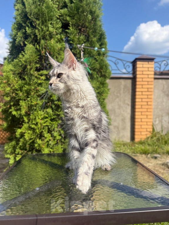 Кошки в Чехове: Мейн-кун котенок Девочка, 15 000 руб. - фото 2