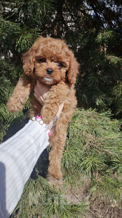 Собаки в Химках: Кавапу мальчик Мальчик, 90 000 руб. - фото 1