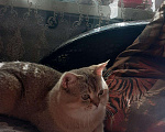 Кошки в Александровске-Сахалинском: Кот Британец на вязку, 3 000 руб. - фото 3