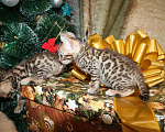 Кошки в Колпашево: Бенгальские котята, 15 000 руб. - фото 3