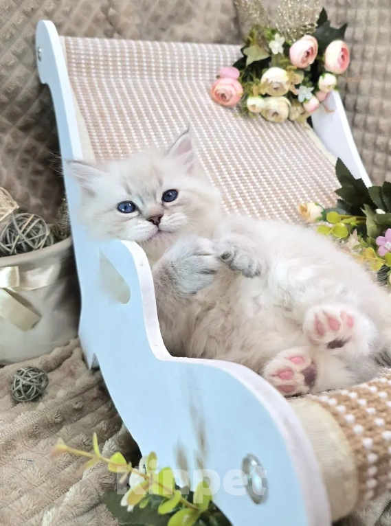 Кошки в Москве: Baron порода Невская маскарадная Мальчик, Бесплатно - фото 5