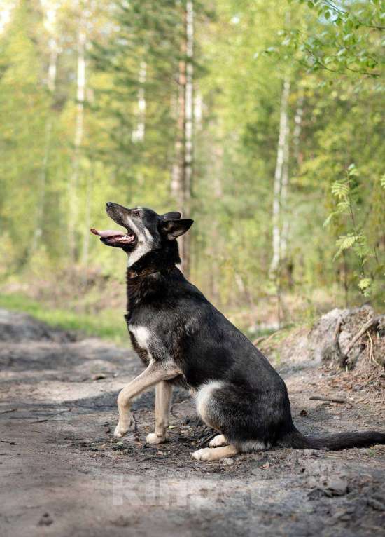 Собаки в Москве: Собака-всех-на-свете-обожака Девочка, Бесплатно - фото 2