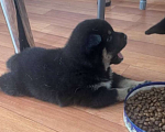 Собаки в Набережных Челнах: Продаю щенка породы Сиба Ину от чистокровных родителей  Мальчик, 28 000 руб. - фото 1