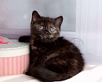 Кошки в Мурином: Британская кошечка окраса черный черепаховый Девочка, 30 000 руб. - фото 9