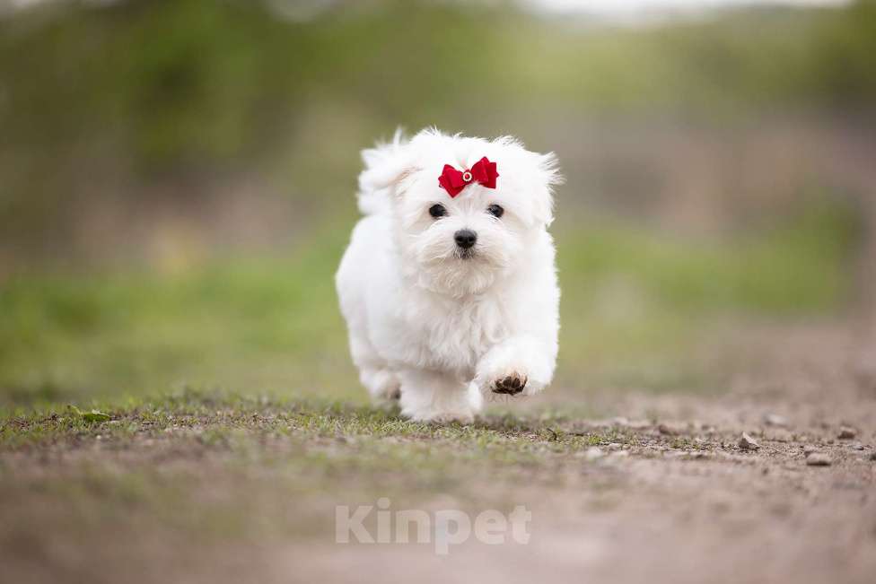 Собаки в Туле: Малыш мальтезе Мальчик, 60 000 руб. - фото 3
