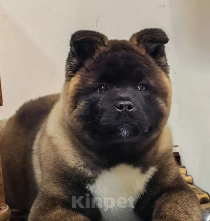 Собаки в Королеве: Щенок американской акиты, девочка Девочка, 100 руб. - фото 1