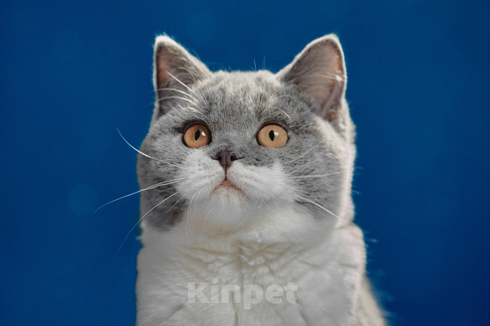 Кошки в Магнитогорске: Coco Marshmallow Девочка, 35 000 руб. - фото 3