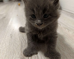 Кошки в Химках: Полидакт мейн-кун котята Девочка, 30 000 руб. - фото 3
