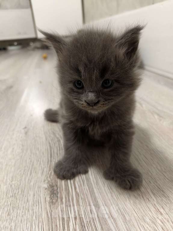Кошки в Химках: Полидакт мейн-кун котята Девочка, 30 000 руб. - фото 3
