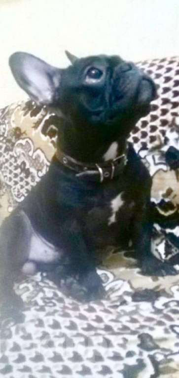 Собаки в Майском: Французский бульдог на вязку, 70 руб. - фото 1