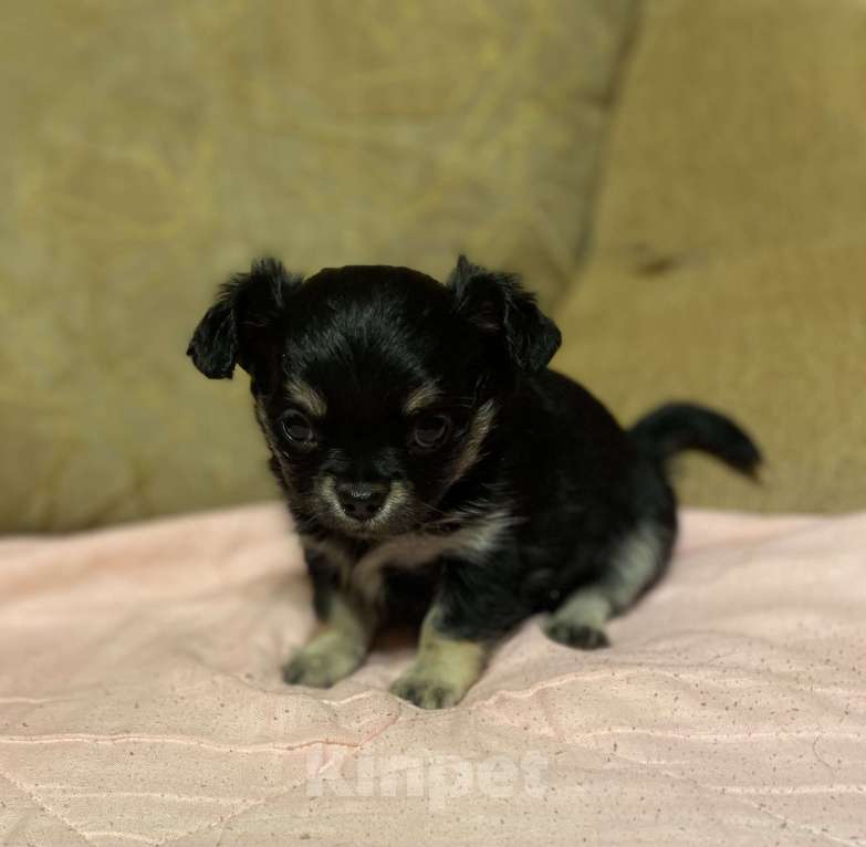 Собаки в Санкт-Петербурге: Девочка - красавица трехцветная  Девочка, 35 000 руб. - фото 7