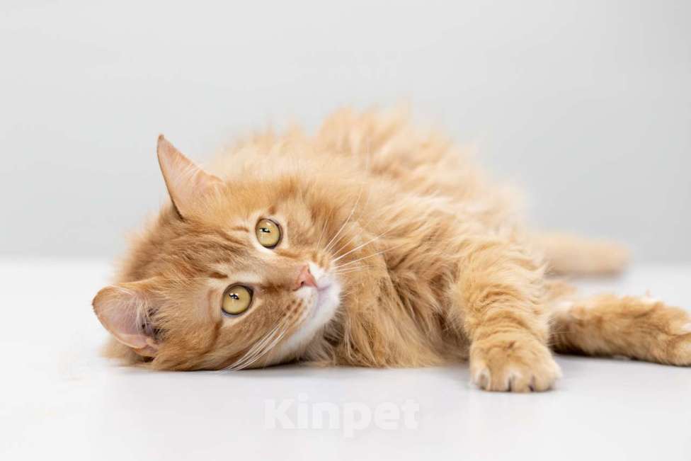 Кошки в Москве: Крыжовник Мальчик, Бесплатно - фото 4