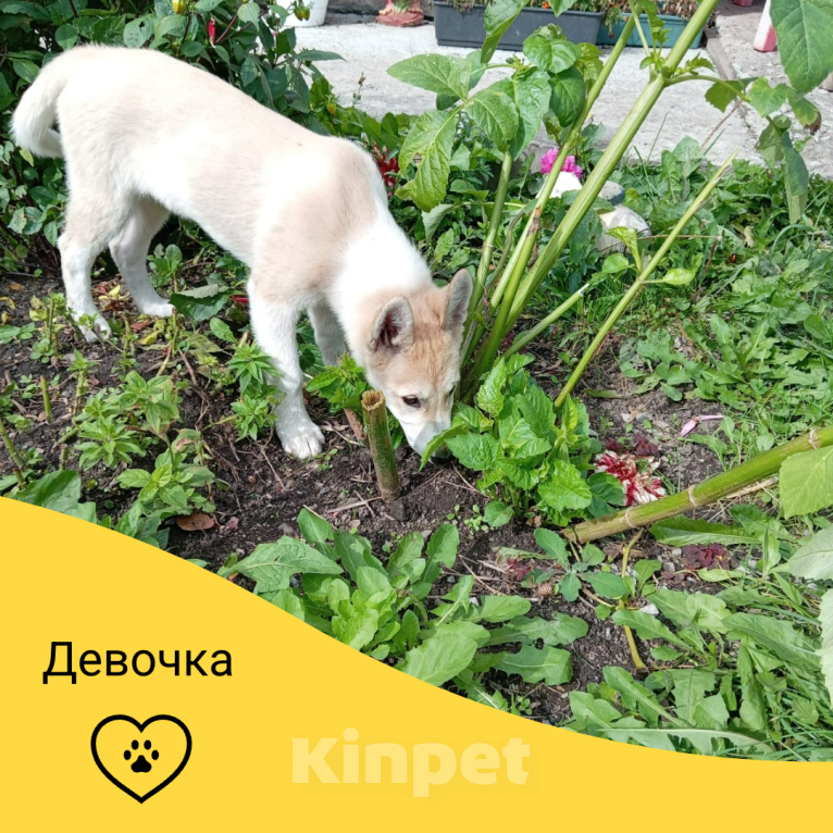 Собаки в других городах Башкортостана: Щенок западно-сибирской лайки девочка Девочка, Бесплатно - фото 1