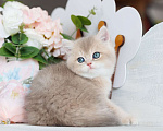 Кошки в Владивостоке: Милый британский котенок Мальчик, 80 000 руб. - фото 4