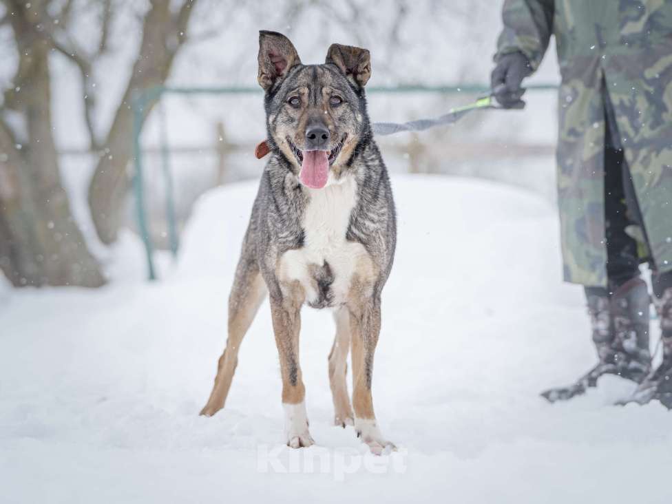Собаки в Москве: Ласковая, добрая собака Мэри мечтает о родной семье и доме Девочка, Бесплатно - фото 6
