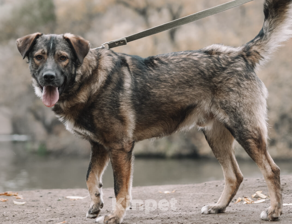 Собаки в Москве: Жизнерадостный Портос Мальчик, Бесплатно - фото 3