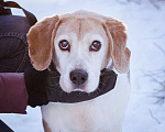 Собаки в Москве: Домашний Бигль в поисках нового дома, бесплатно, в добрые руки Мальчик, Бесплатно - фото 5