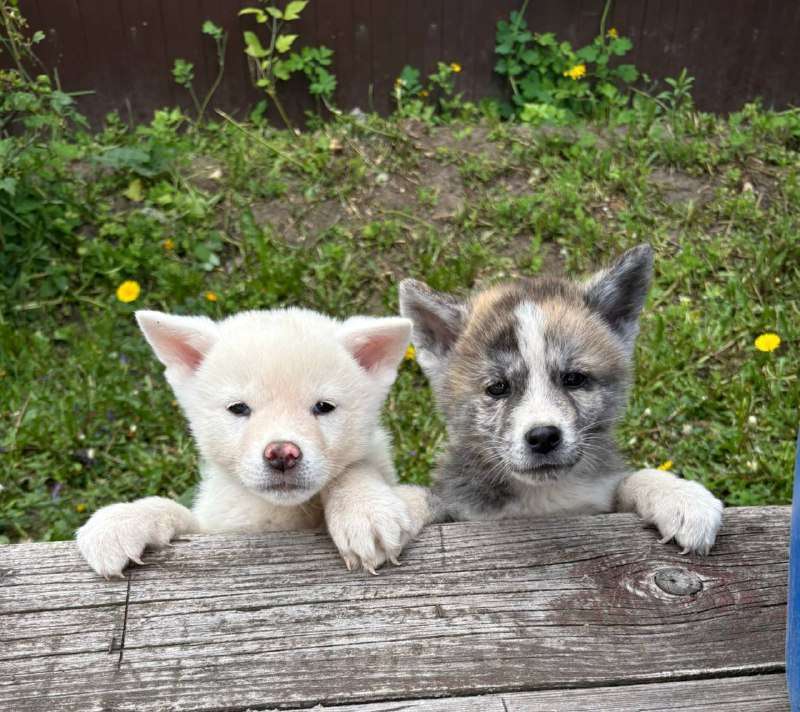 Собаки в Туле: Щенки Акита-ину Девочка, 40 000 руб. - фото 3