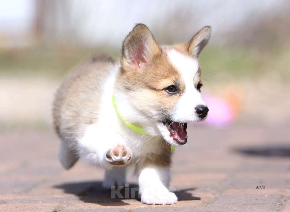 Собаки в Раменском: Девочка Вельш корги пемброк  Девочка, 75 000 руб. - фото 2