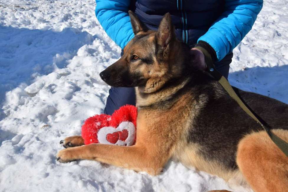 Собаки в Москве: Овчарку сдали в приют Девочка, 100 руб. - фото 3