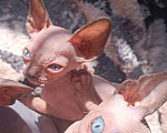 Кошки в Донецке: Сфинкс котята Девочка, 20 000 руб. - фото 2