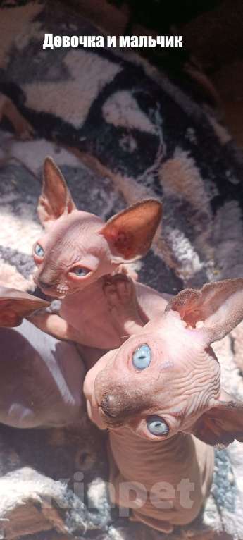 Кошки в Донецке: Сфинкс котята Девочка, 20 000 руб. - фото 2
