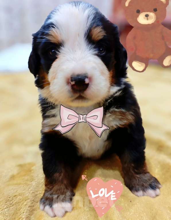 Собаки в Магнитогорске: Щенки Бернского Зенненхунда  Девочка, 50 000 руб. - фото 7