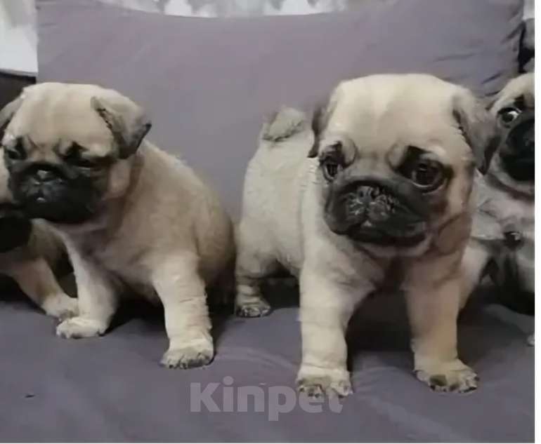 Собаки в других городах Краснодарского края: Продам Мальчик, 20 000 руб. - фото 2