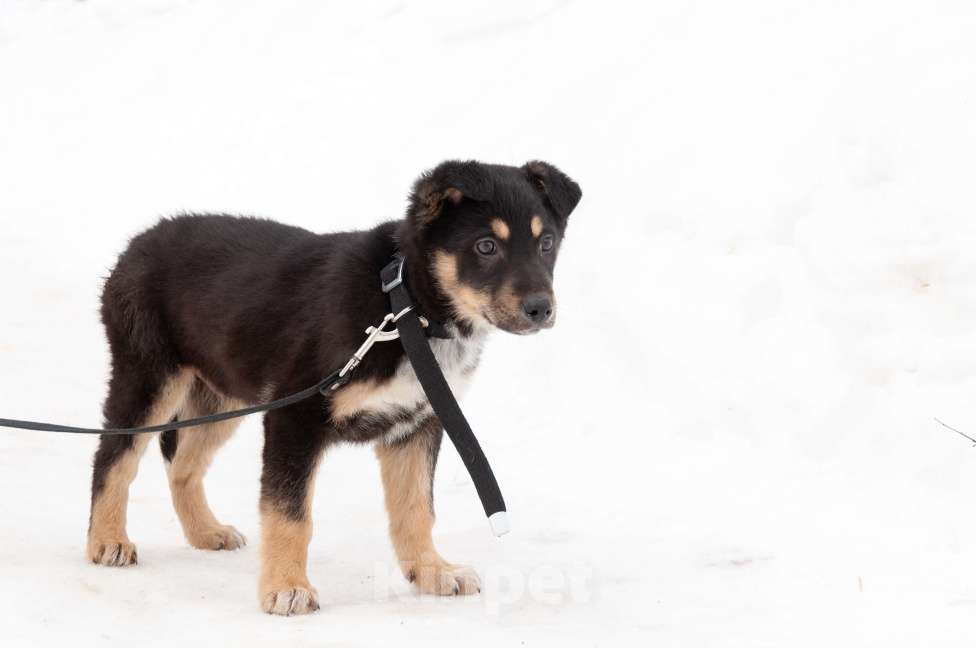 Собаки в Ногинске: Щенок с красивым именем Марсель ищет дом Мальчик, Бесплатно - фото 6