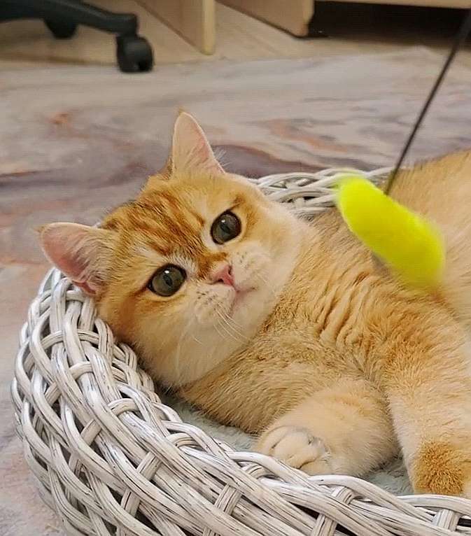 Кошки в Коломне: Британская девочка Девочка, 35 000 руб. - фото 2