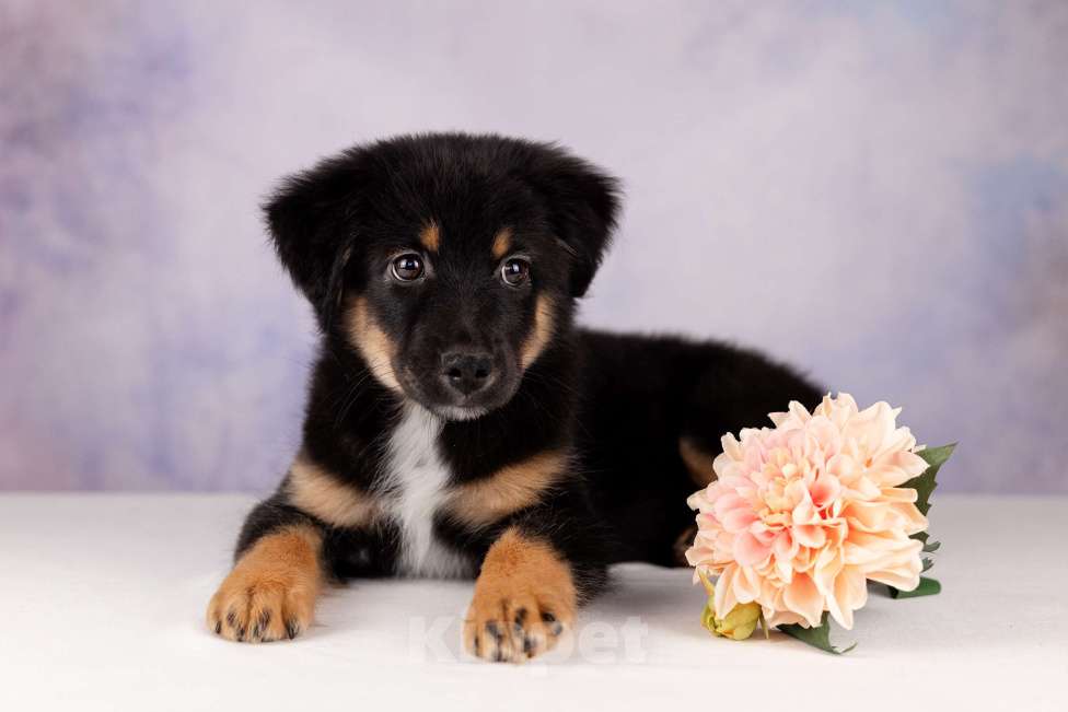 Собаки в Москве: Питомник предлагает щенков Миниатюрной Американской овчарки Разнополые, Бесплатно - фото 9