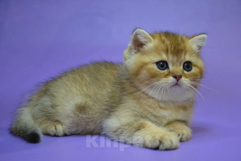 Кошки в Москве: Скоттиш страйт мальчик Мальчик, 45 000 руб. - фото 4