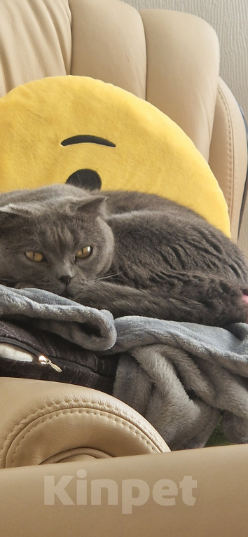 Кошки в Самаре: Кошечка в добрые руки Девочка, Бесплатно - фото 3